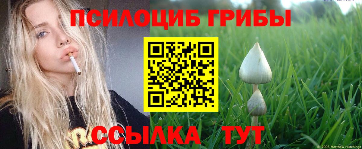 Ачхой-Мартан  Псилоцибиновые грибы мицелий  Вход с VPN 